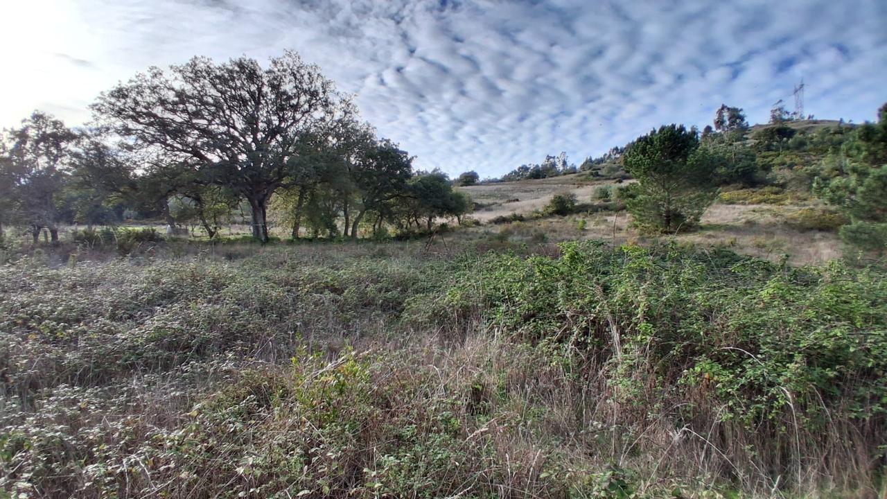 Árvores Adultas